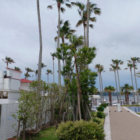 ヤシの木以外の植樹もあります