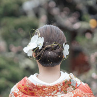 胡蝶蘭に水引と金箔を合わせた髪型