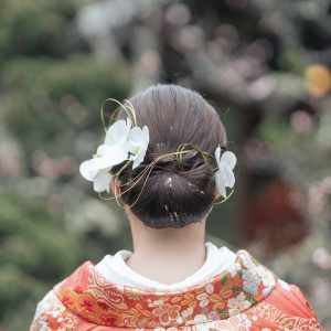 胡蝶蘭に水引と金箔を合わせた髪型|714217さんの桜鶴苑の写真(2458909)