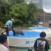 挙式会場の水族館の外では、アシカのショーをしていました。