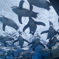 挙式会場の水族館では、名物「空飛ぶペンギン」が見れます。