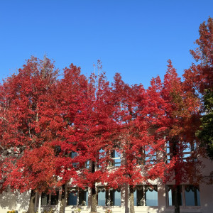 外の紅葉が綺麗な時期でした|717752さんのホテルパサージュ琴海の写真(2237360)