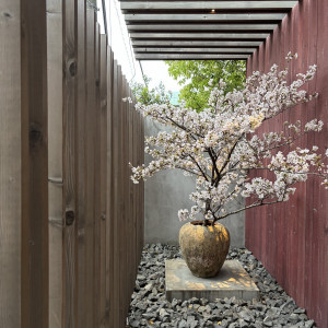 エントランスの桜|717807さんのIWAI OMOTESANDO(イワイ オモテサンドウ)の写真(2427137)