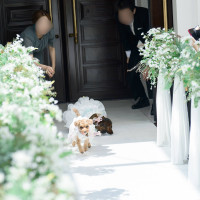 リングドッグ！愛犬がかわいくて、幸せでした。