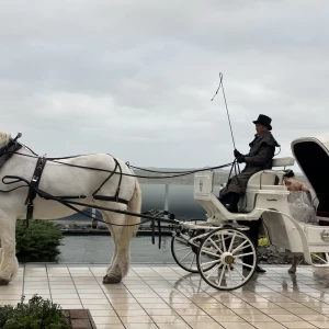 馬車での登場|721377さんのノートルダムマリノア/FIVESTAR WEDDINGの写真(2283180)