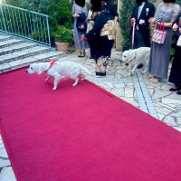 愛犬の参列状況