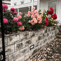 披露宴会場出てすぐ薔薇