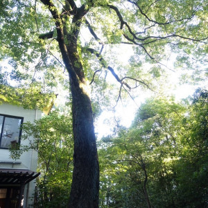 庭に生えていた立派な木|723759さんのTHE NANZAN HOUSE （ザ ナンザン ハウス）の写真(2279025)