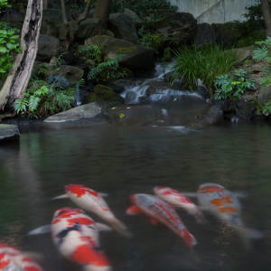 庭園の鯉|725408さんの八芳園の写真(2290011)