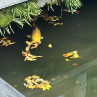 池の主(当日見れるとより幸せになるとか♪）