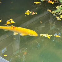 参進の儀を行うときの池