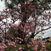 吉祥殿の前には桜が。