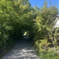 お庭です、緑が豊かでした