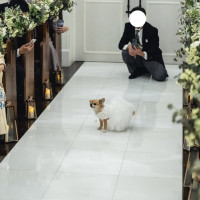 リングドッグをしました。