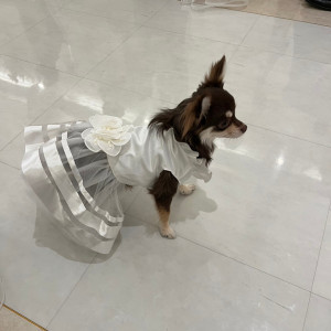 リングドックで指輪を持ってきてもらうのに緊張してます|728271さんのアーヴェリール迎賓館（姫路）/テイクアンドギヴ・ニーズウェディングの写真(2311779)