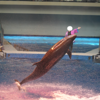 イルカショーです