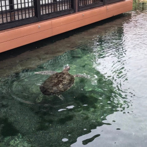披露宴会場には亀がいる|729796さんのシギラミラージュ ベイサイドチャペル(ワタベウェディング)の写真(2322041)