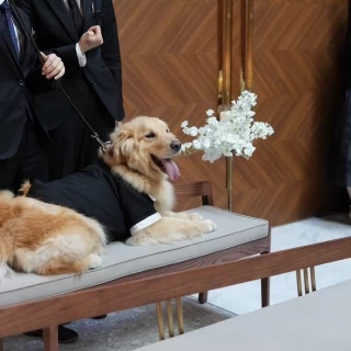 リングドックリハーサル