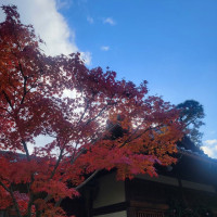 12月の紅葉