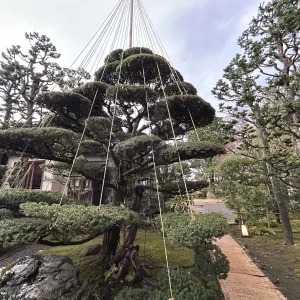 庭|733029さんの辻家庭園 ～前田家家老旧横山家迎賓館～（金沢市指定文化財）の写真(2343474)