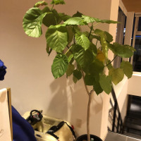 観葉植物があり癒されます