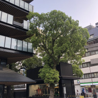 緑がたくさんあってとても良かったです。