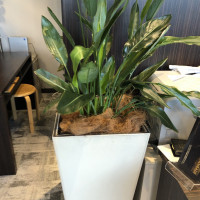 ロビーに観葉植物があるので落ち着きます。