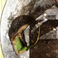 椎茸のソテーがとても美味しかったです。