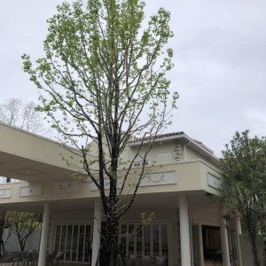 外観も白で緑が生えて良いと思います。|735266さんのララシャンス迎賓館 大分の写真(2422281)