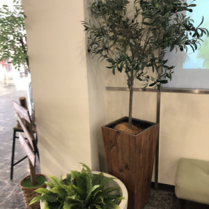 観葉植物がたくさん置かれてあり落ち着いた雰囲気がとても良い。|735266さんのアルカーサルアヴィオの写真(2405338)