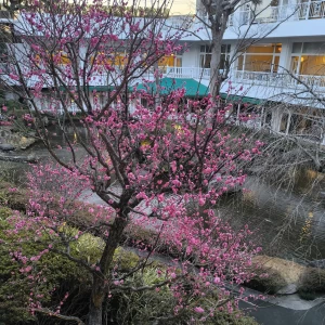 中庭|736517さんのロイヤルガーデンパレス 柏 日本閣の写真(2573757)