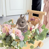 リングラビット