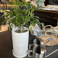 植物