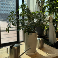 植物