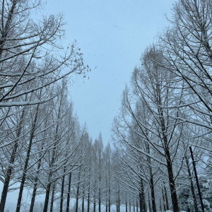 式場前のメタセコイア並木|738152さんのララシャンス 太陽の丘の写真(2374226)