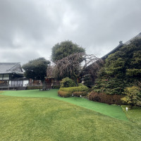常緑樹なので冬でも緑が美しいです