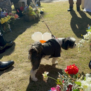 愛犬がリングドッグに