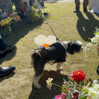 愛犬がリングドッグに