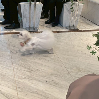 リングドッグを行いました