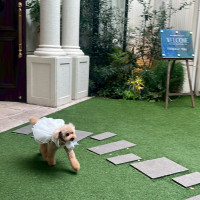 リングドック！！