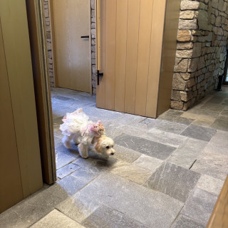 愛犬のリングドッグができます!