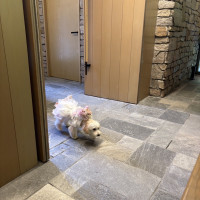 愛犬のリングドッグができます！