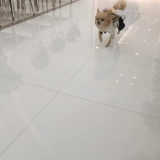 リングドッグ