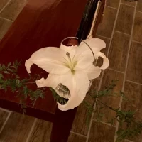 チャペル長椅子のユリ
