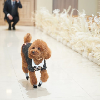 愛犬のリングドックです。