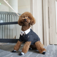 披露宴会場では愛犬も自由に歩いていました。