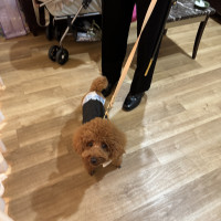 ブライズルームにも愛犬と一緒に入れます