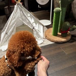 ペットが遊べるスペースを披露宴中用意してくださる|743382さんのTHE CLASSICA BAY RESORT （ザ クラシカ ベイリゾート）の写真(2407498)