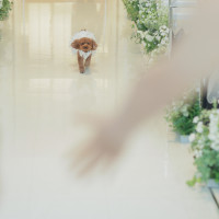 チャペルでのリングドッグ