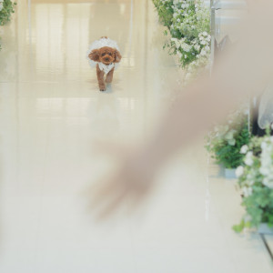 チャペルでのリングドッグ|743809さんのAILE d'ANGE NAGOYA（エル・ダンジュ ナゴヤ）の写真(2581374)